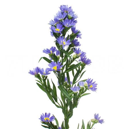 Aster laura