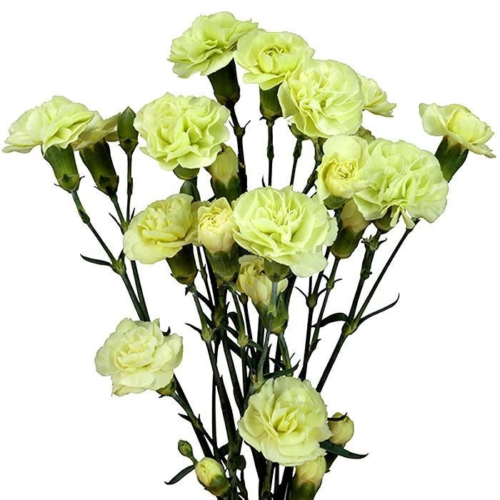 Carnation spray green