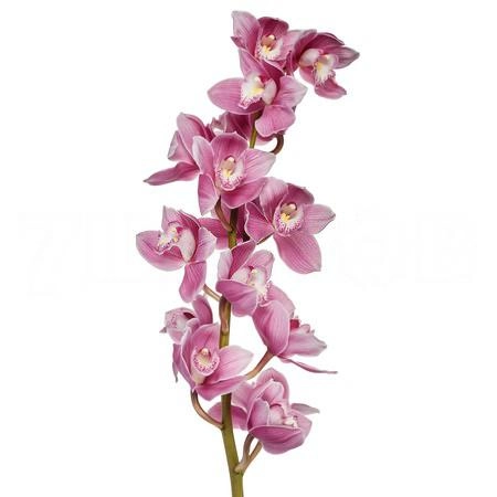 Cymbidium braemar