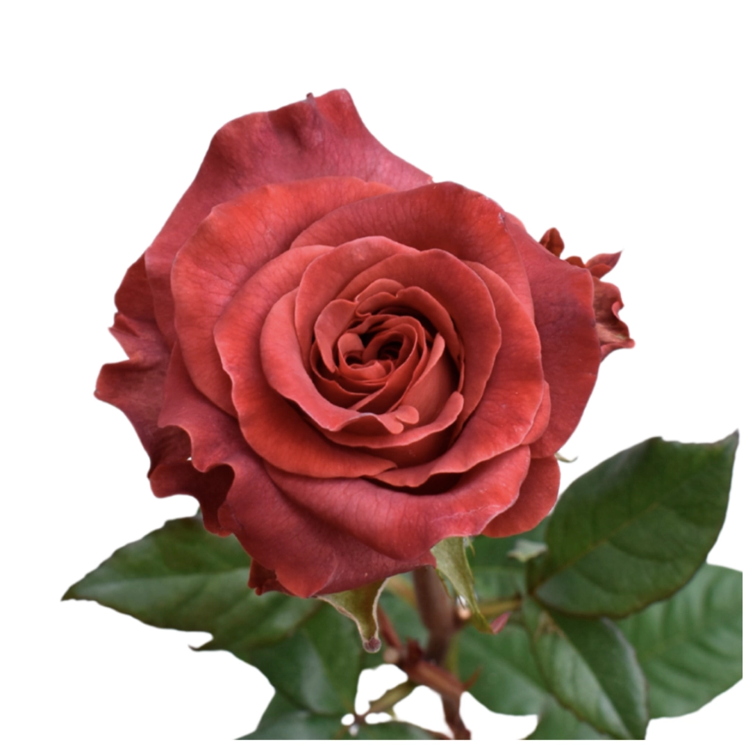 Rose razzmatazz