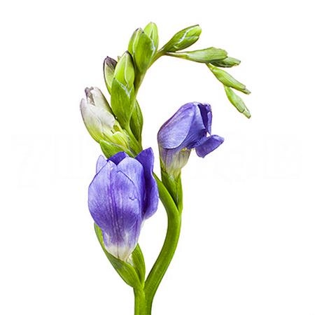 Freesia enkel delta river