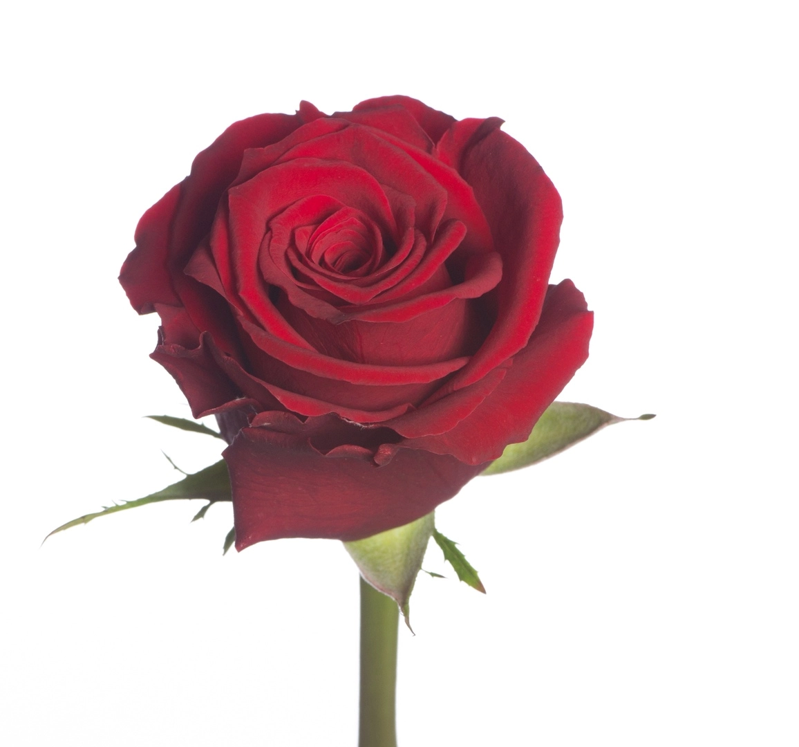 Rose upper class | Wholesale flowers, plants and supplies Rose upper class