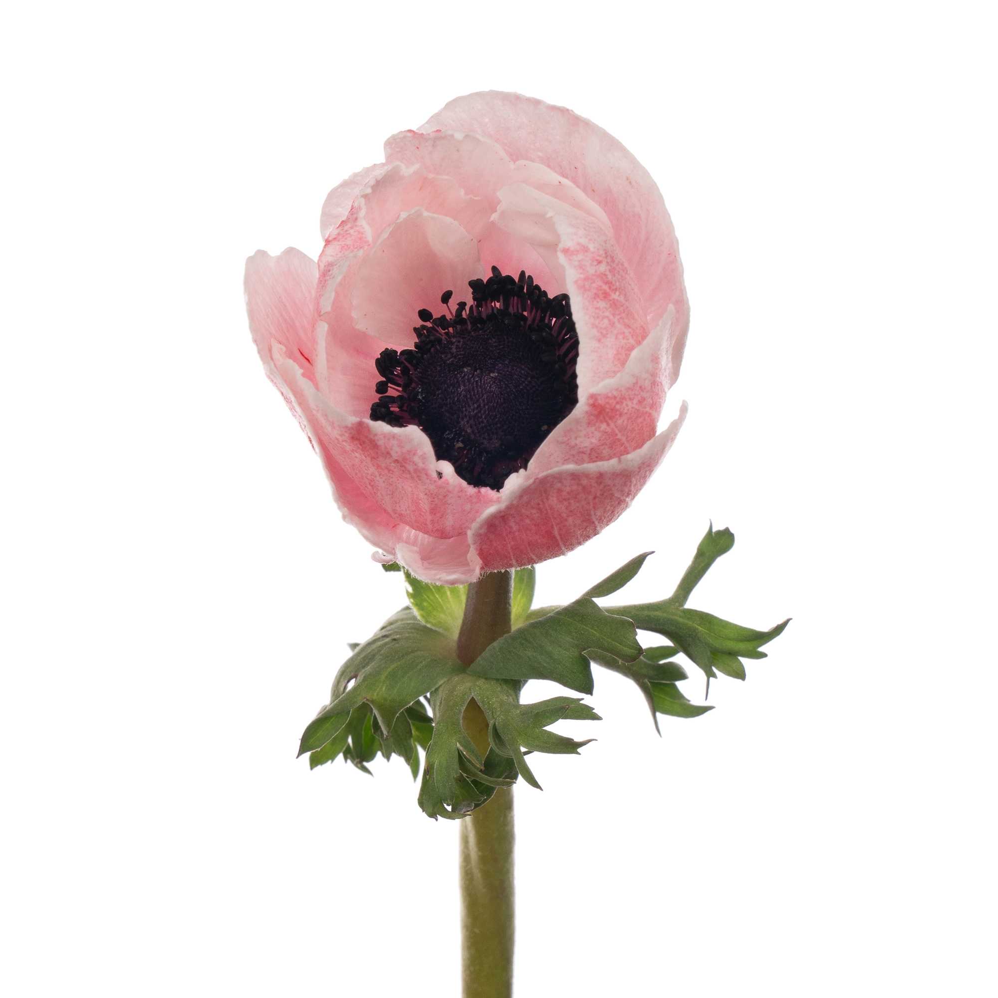 Anemone mistral plus panda