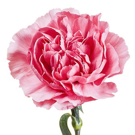 Carnation ilusion
