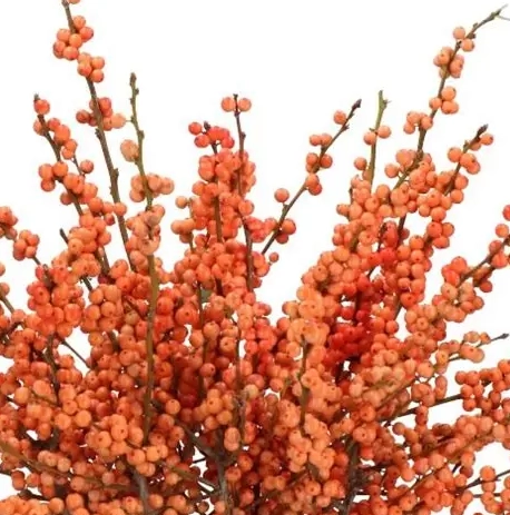 Ilex verticillata la range