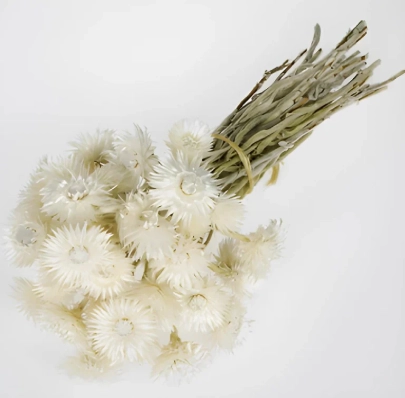 Dried Phaenocoma Natural White