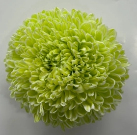 Chrysanthemum tinted lime green