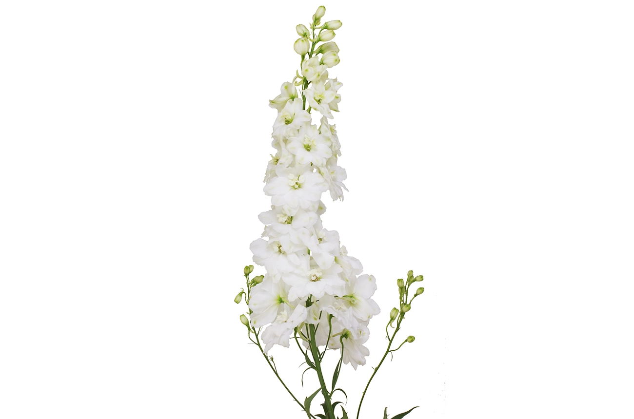 Delphinium aurora white