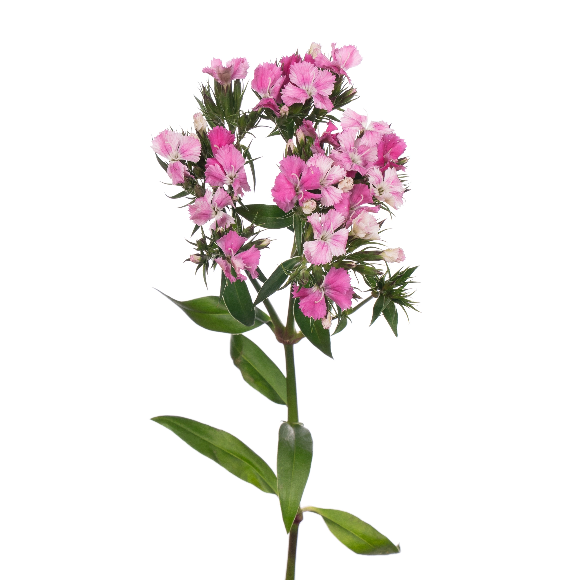 Carnation barbatus amazon rose magic | Wholesale flowers, plants and supplies Carnation barbatus amazon rose magic