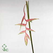 Heliconia sexy pink