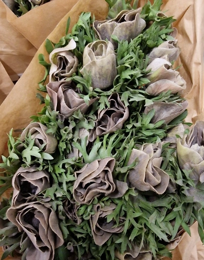 Anemone pouder marron