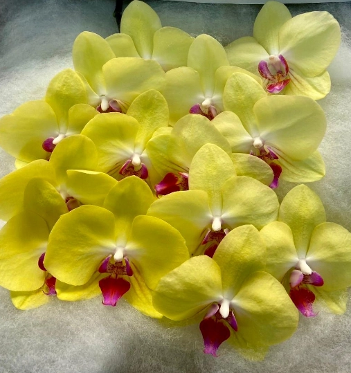 Phalaenopsis golden
