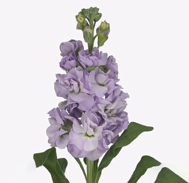 Matthiola marine black