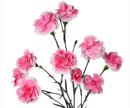 Carnation spray cherry tessino