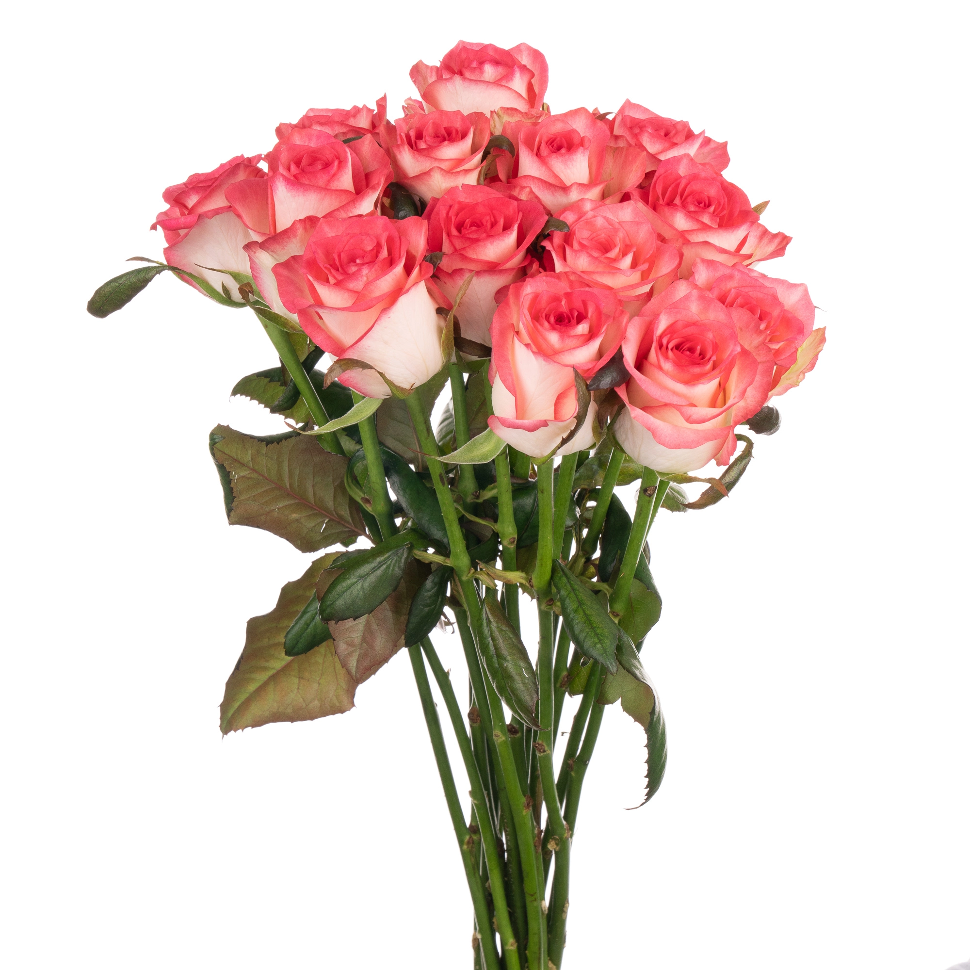Rose jumilia | Wholesale flowers, plants and supplies Rose jumilia