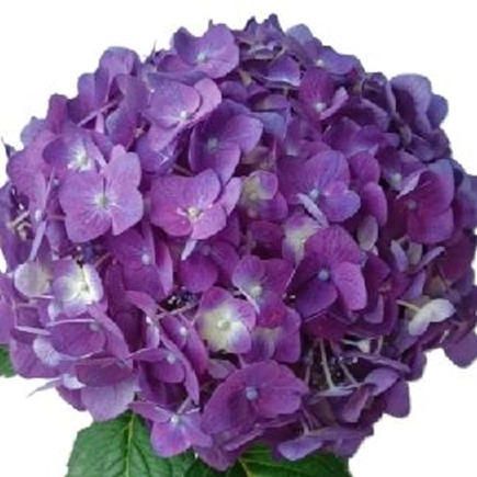 Hydrangea deep purple