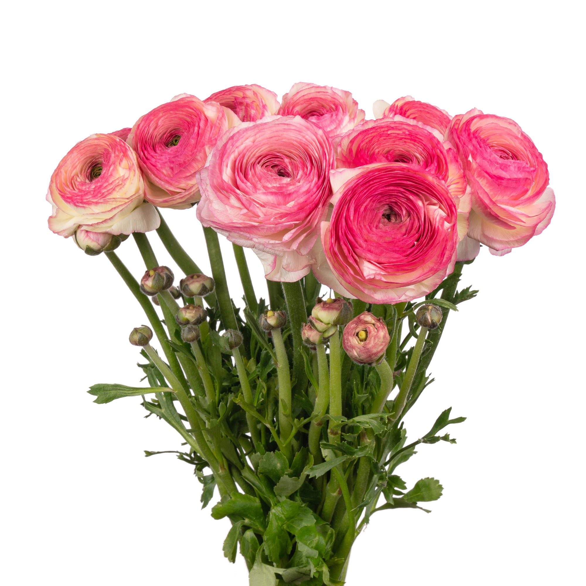 Ranunculus clooney felicidade