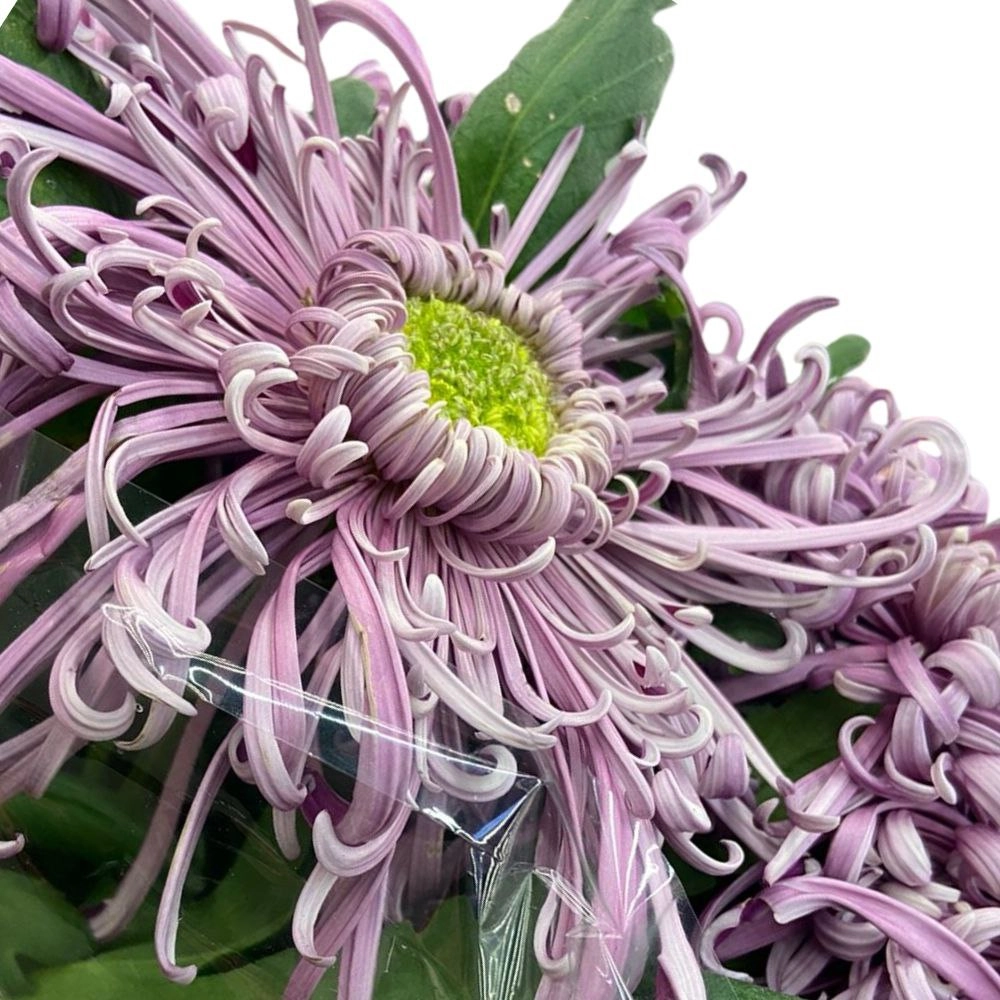 Chrysanthemum saratov
