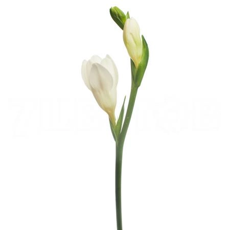 Freesia enkel white river | Wholesale flowers, plants and supplies Freesia enkel white river
