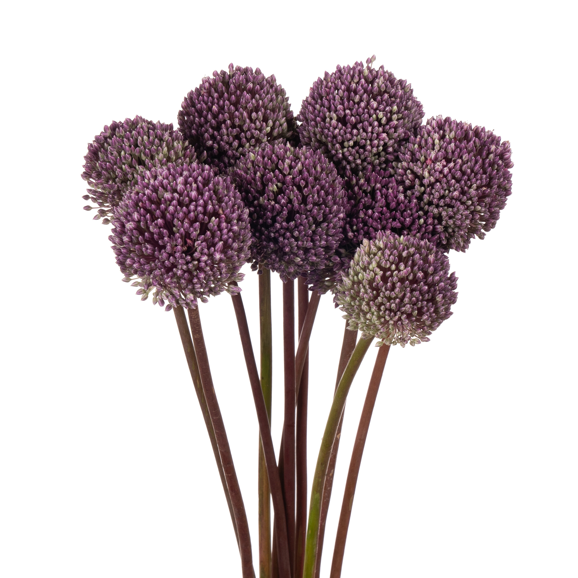 Allium summer drummer