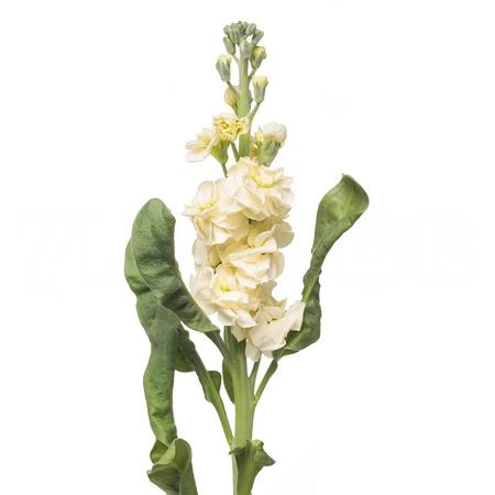 Matthiola iron yellow | Wholesale flowers, plants and supplies Matthiola iron yellow