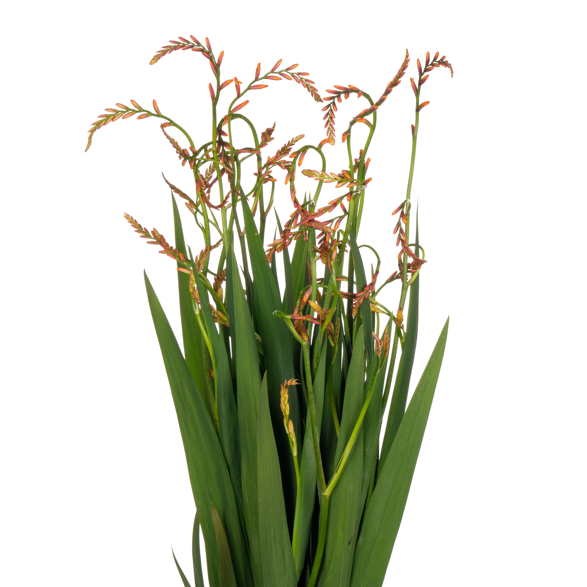 Crocosmia orange