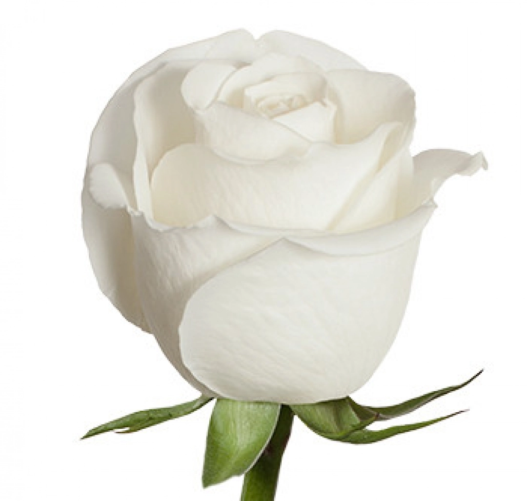 Rose tibet