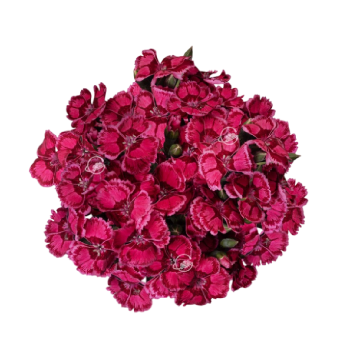 Carnation spray fiorino folie