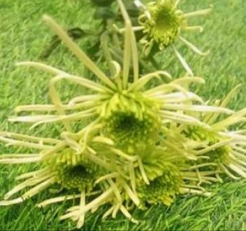 Chrysanthemum spray basilio