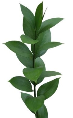 Blad Ruscus single | Wholesale flowers, plants and supplies Blad Ruscus single