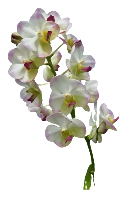 Vanda ascocenda white