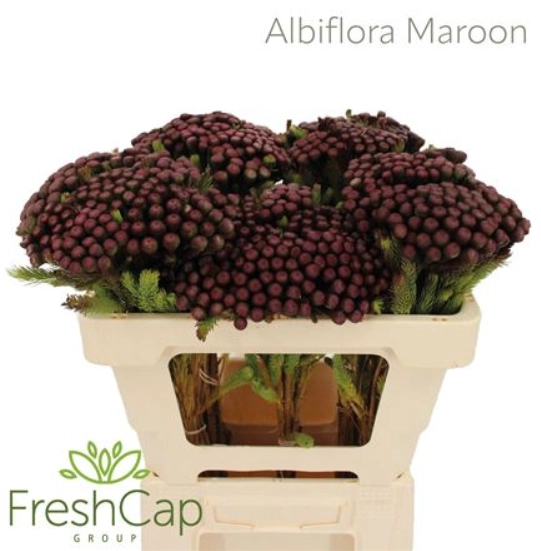 Kaaps tinted albiflora mroon