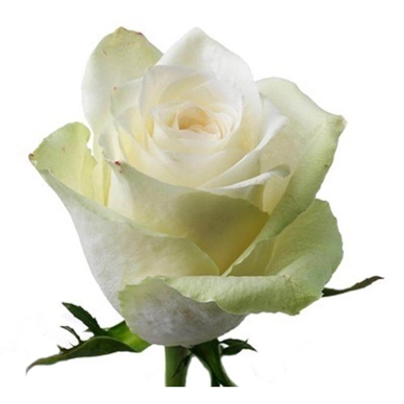 Rose athena | Wholesale flowers, plants and supplies Rose athena