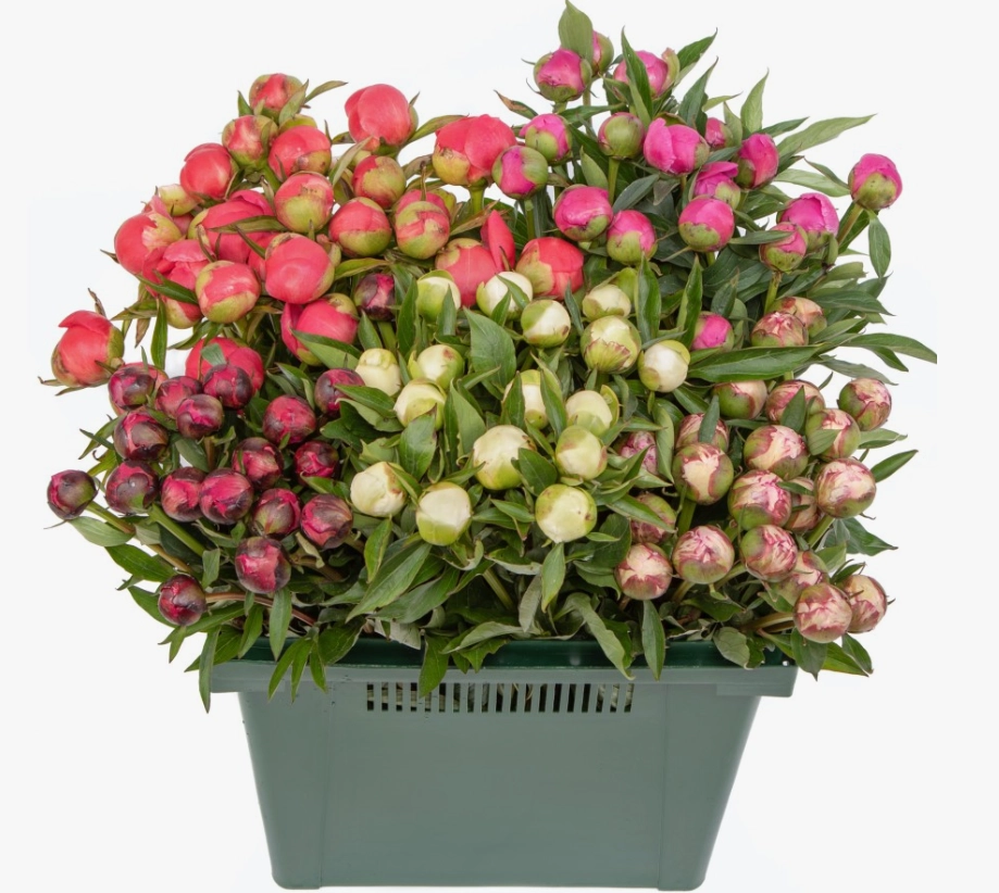 Paeonia mix