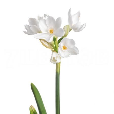Narcissus paperwhite