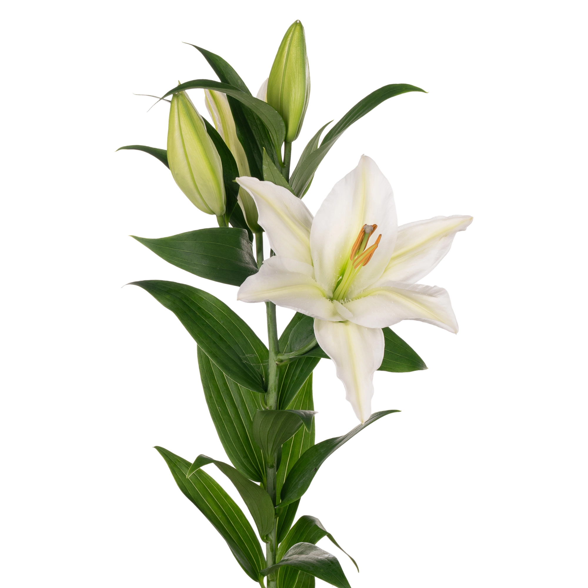 Lilium oriental severn