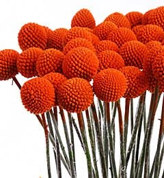 Craspedia tinted orange