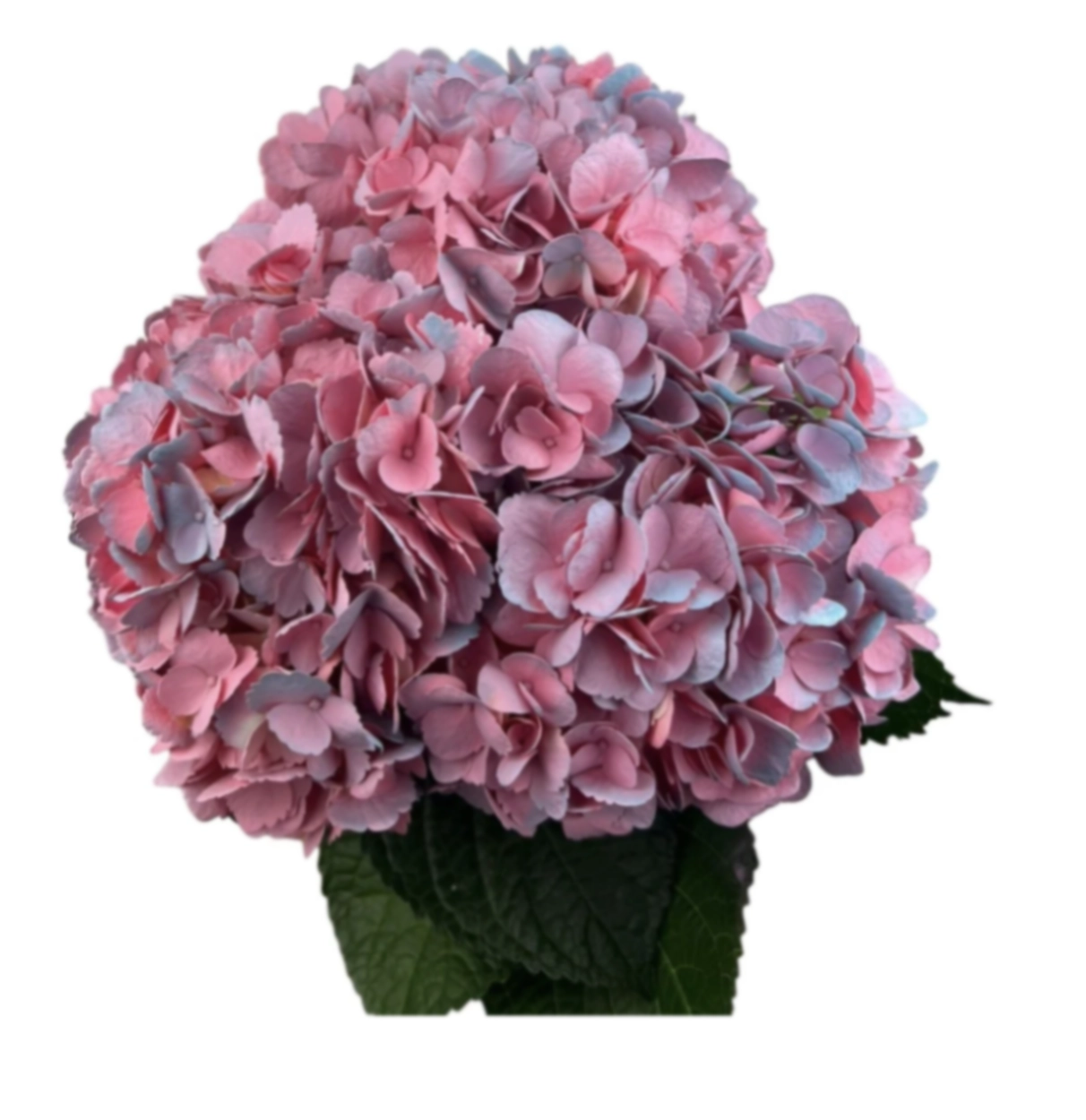 Hydrangea jumbo pinkberry