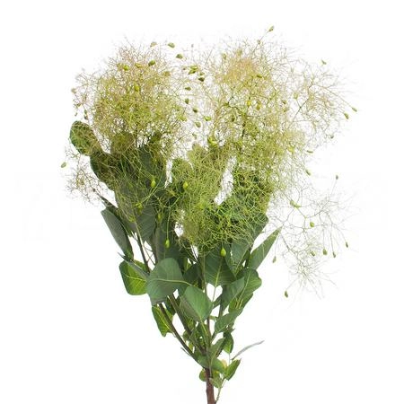 Cotinus magical green fountain | Wholesale flowers, plants and supplies Cotinus magical green fountain