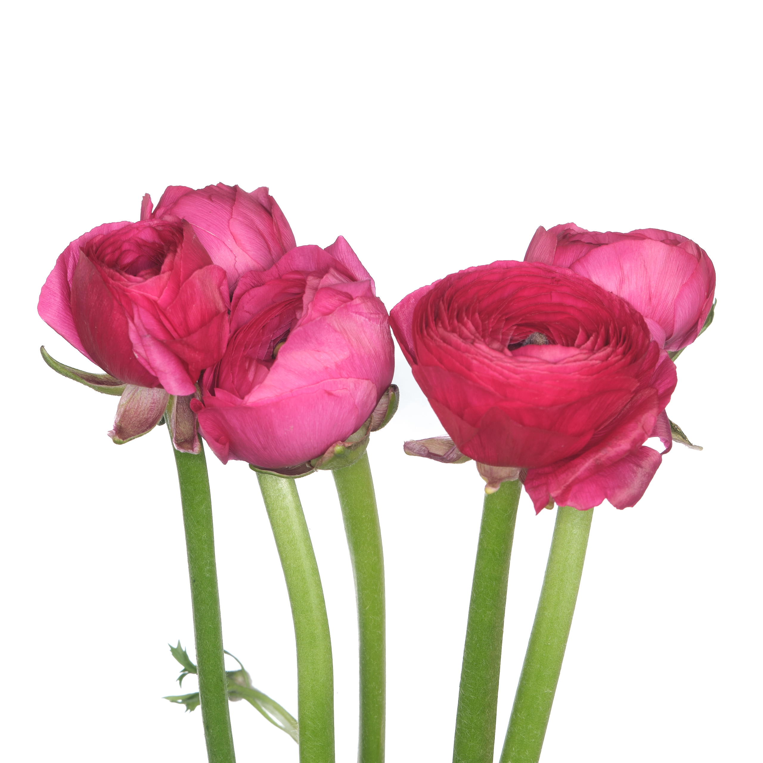 Ranunculus elegance hot pink | Wholesale flowers, plants and supplies Ranunculus elegance hot pink