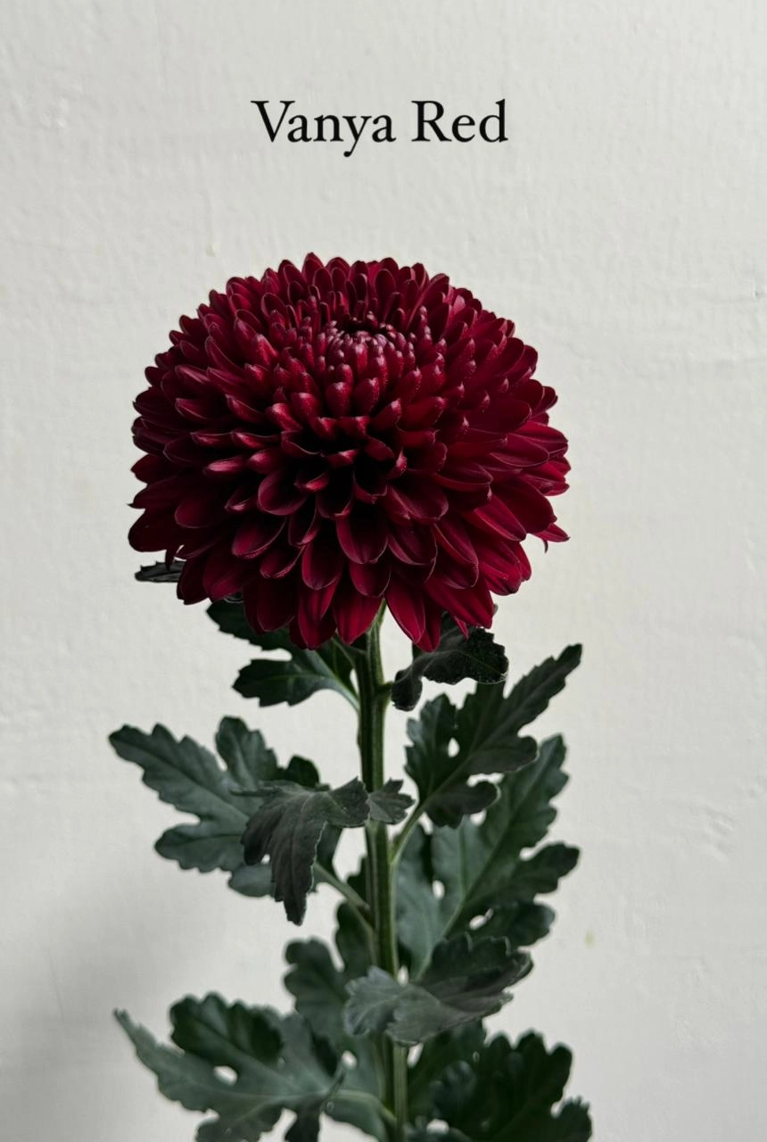 Chrysanthemum vanya red black