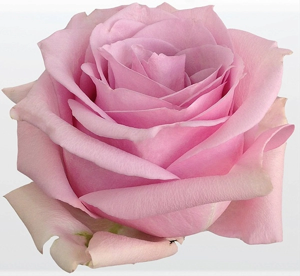 Rose nautica