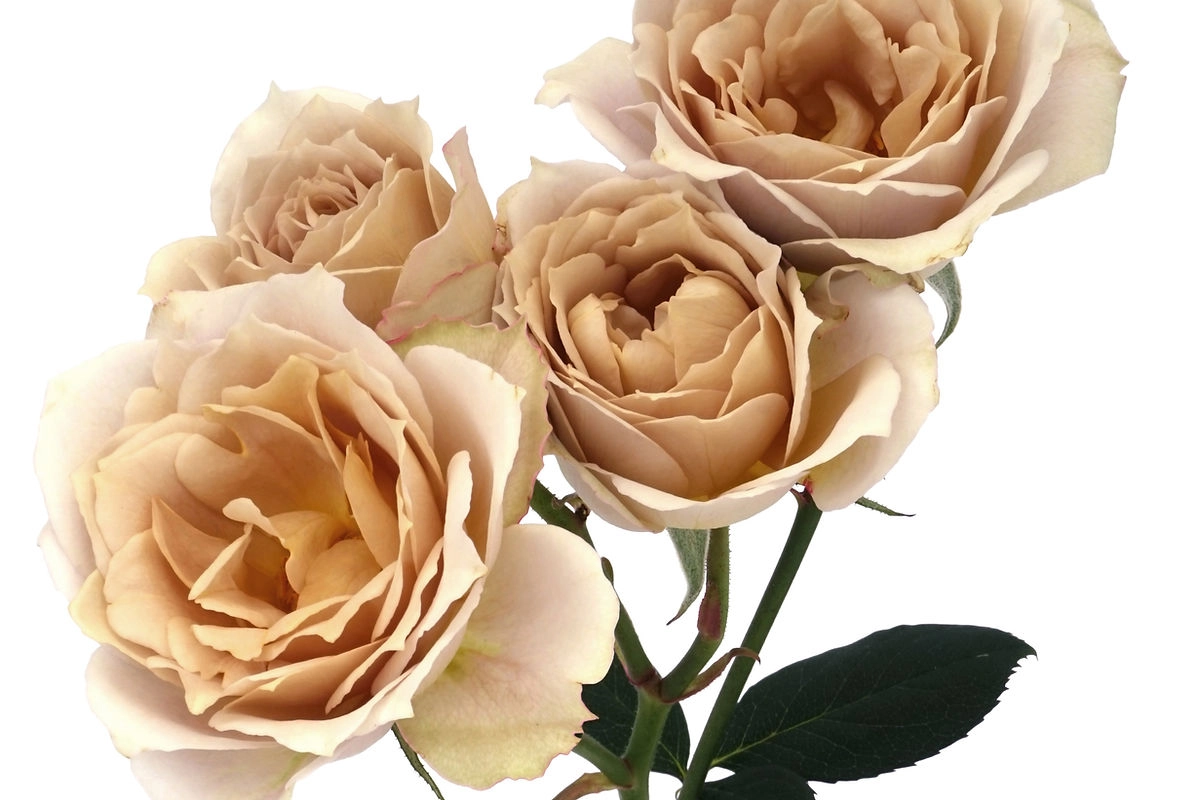 Rose spray beige hana