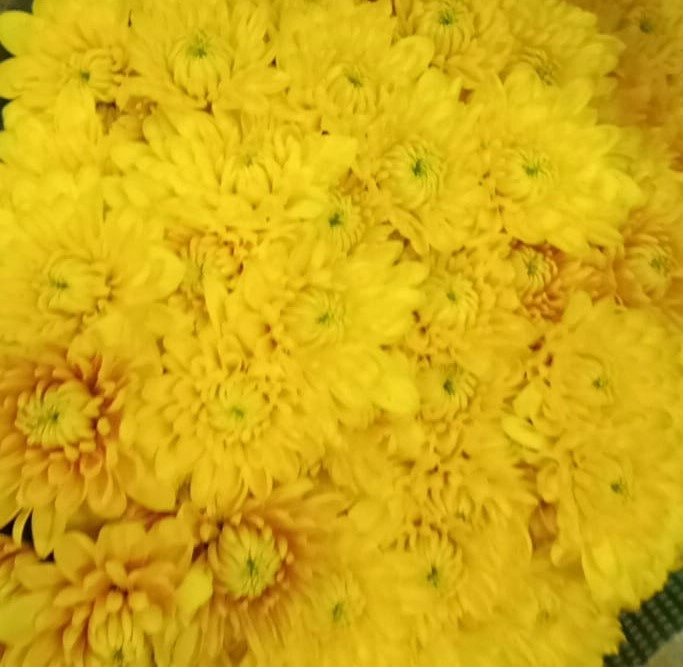 Chrysanthemum spray valato