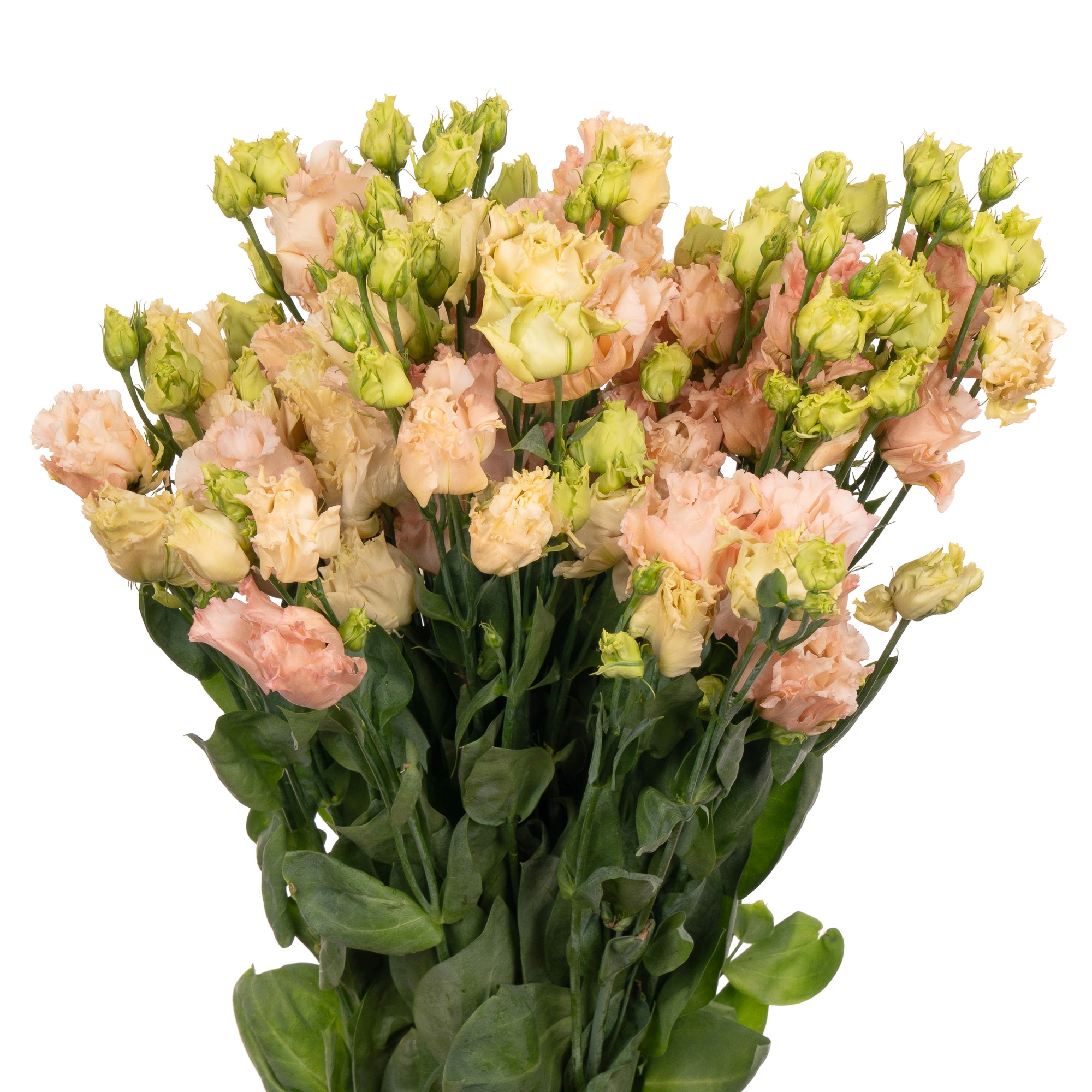 Eustoma enkel falda apricot
