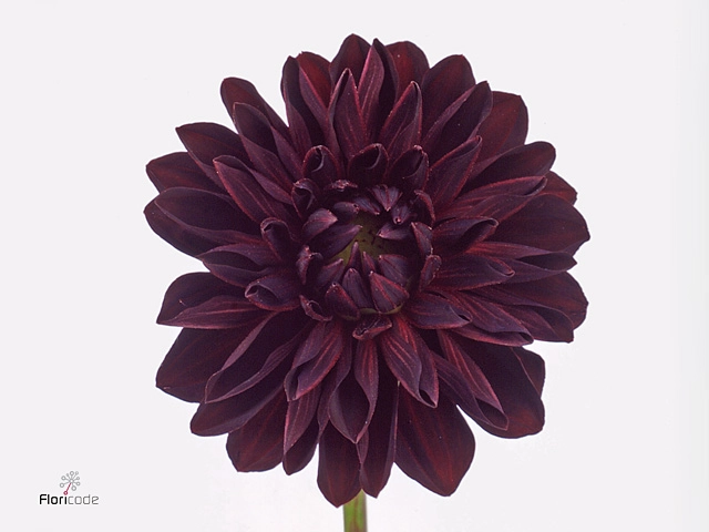 Dahlia arabian night