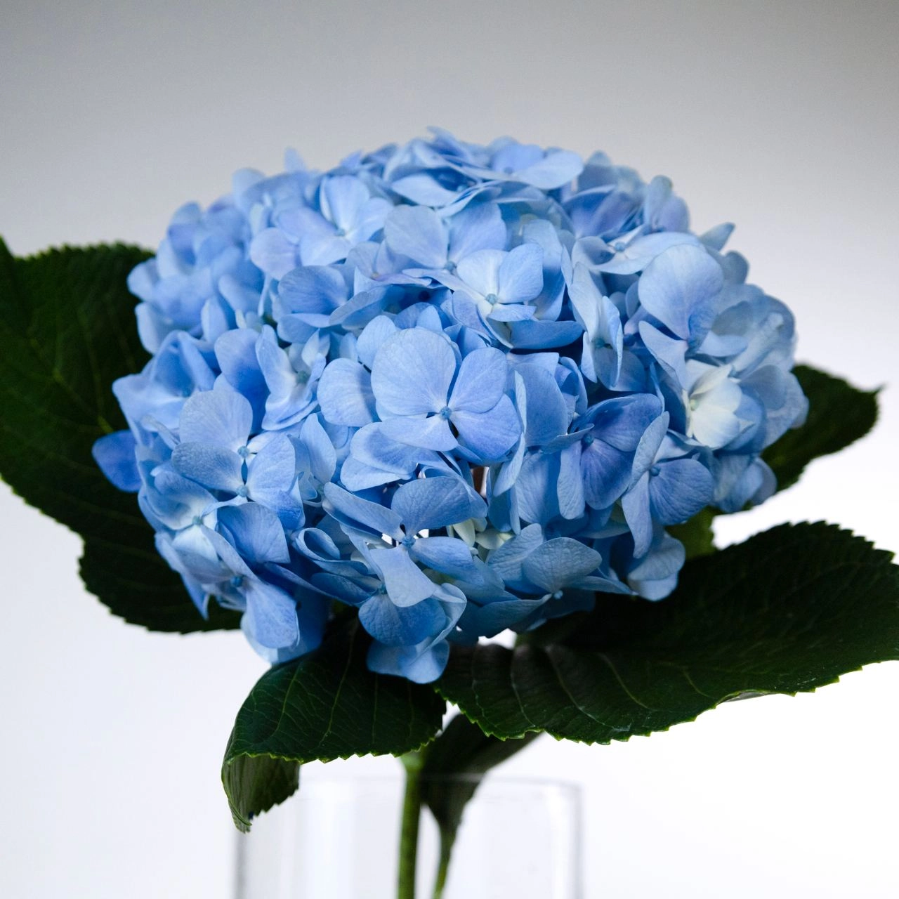 Hydrangea jumbo pale blue | Wholesale flowers, plants and supplies Hydrangea jumbo pale blue