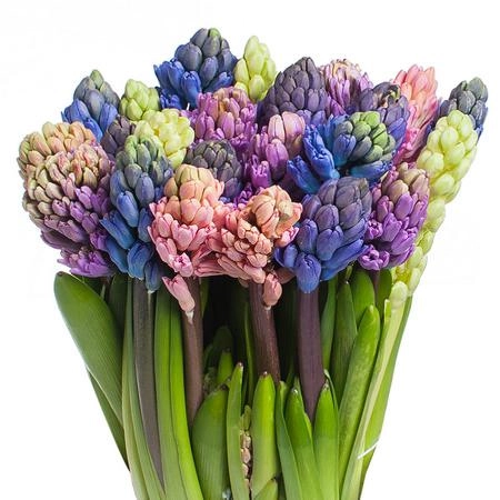 Hyacinthus mix