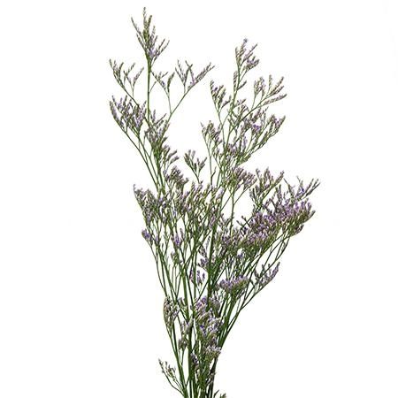Limonium skylight