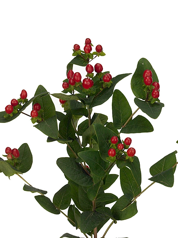 Hypericum true romance